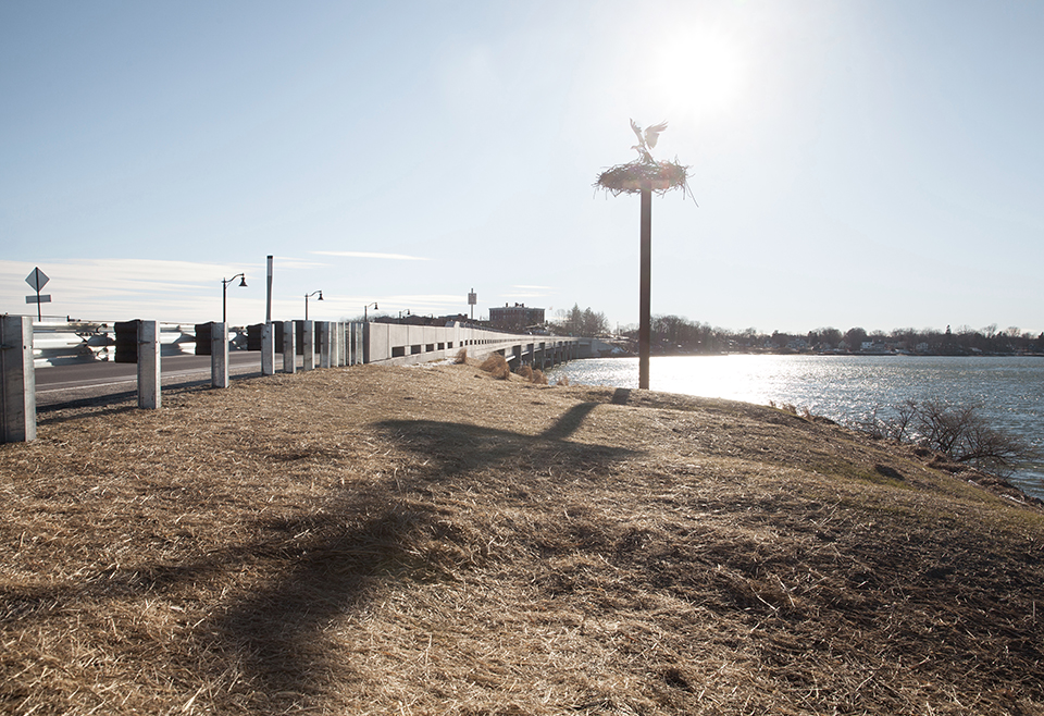 Osprey Landing The Maine Mag