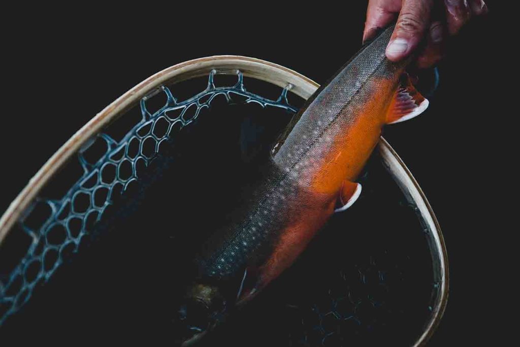 maine-fly-fishing-wild-brook-trout-landlocked-salmon-char-charr