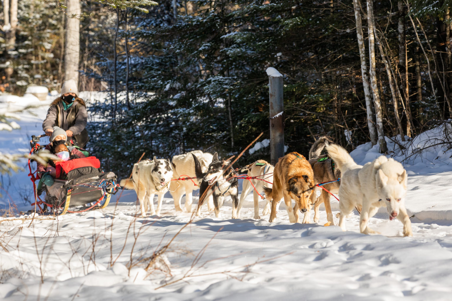 Where to Go Dog Sledding in Maine The Maine Mag