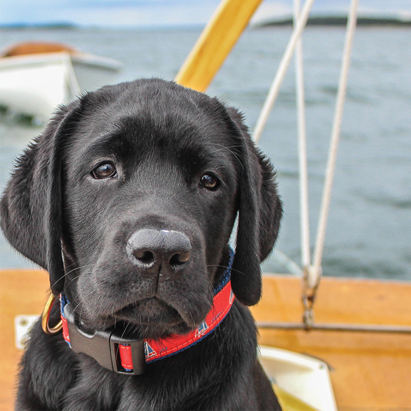 Belted cow shop dog collars