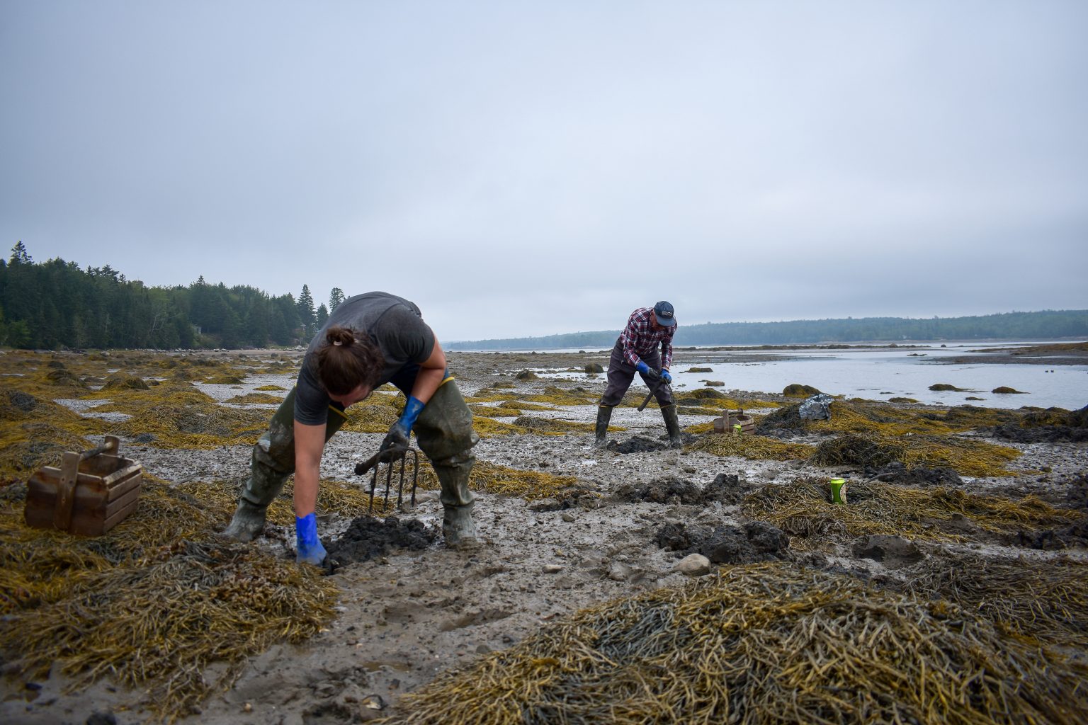 How to Go Clamming The Maine Mag