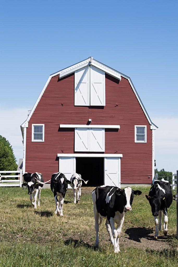 Pineland Farms is Maine's biggest producer of cheese.