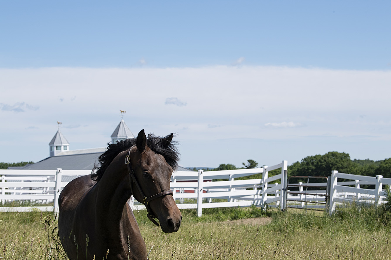 How a Charitable Foundation Transformed Pineland Farms, and Maine The