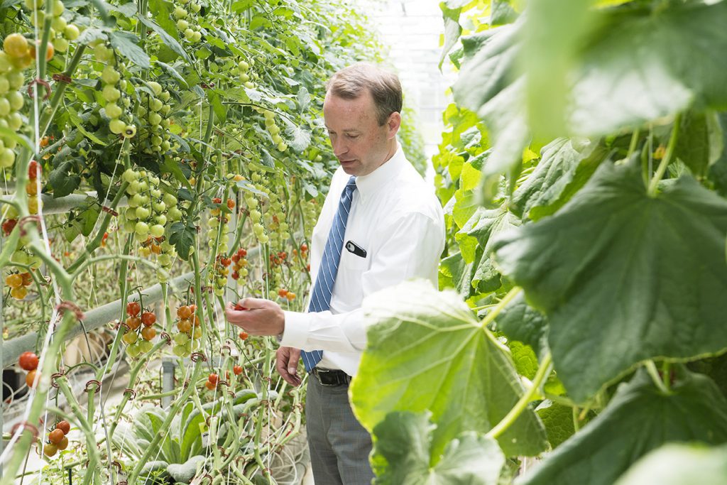 Libra Foundation’s executive vice president Erik Hayward inspecting tomatoes at Pineland Farms Maine.