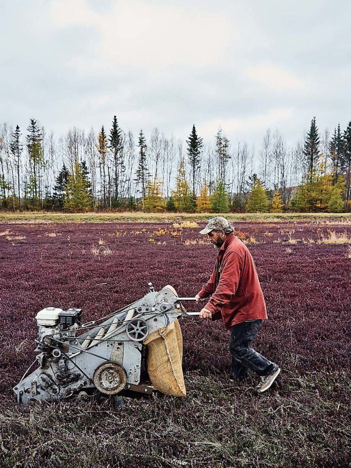 The Families Preserving Maine’s Cranberry Harvesting Traditions The Maine Mag