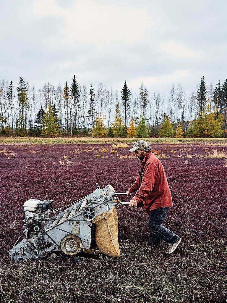 Maine man harvesting cranberries