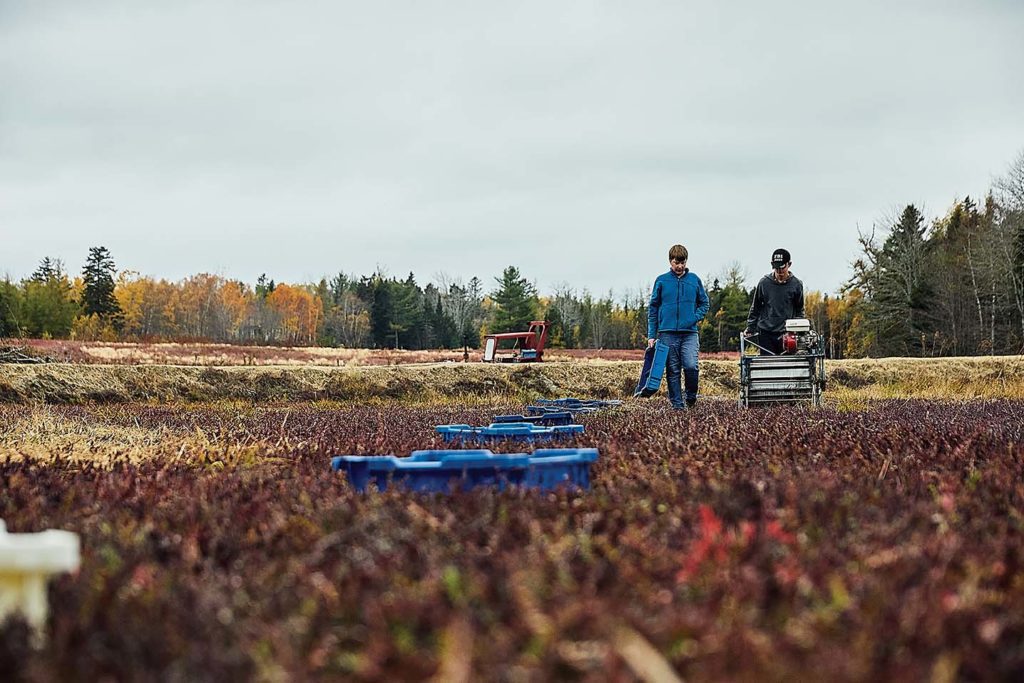 Ashton Hammond and Michael Cowland harvesting cranberries at Lynch Hill Farms in Harrington, Maine.