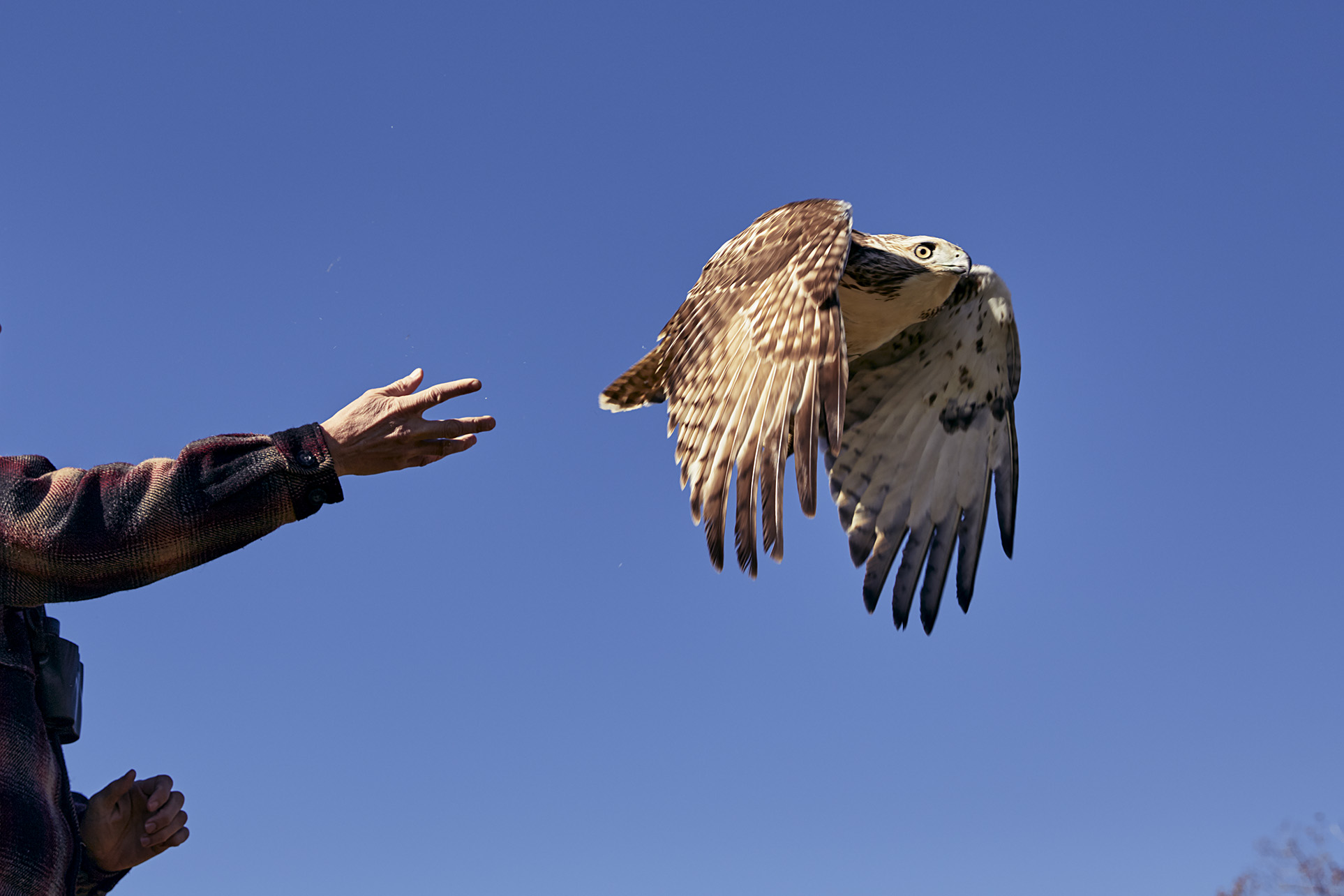 Scott McNeff releases a red-tailed hawk that was captured, banded, and released. This banding information goes into a national database used in part to monitor avian populations.