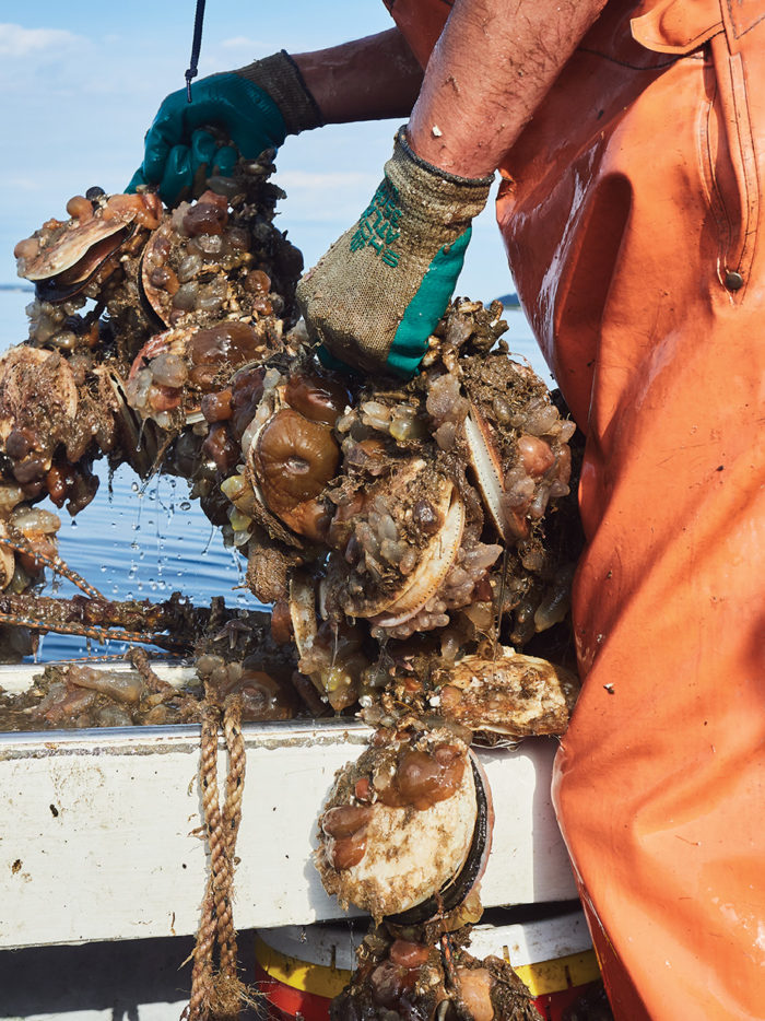 Farmed Scallops Take Root in Maine’s Waters The Maine Mag